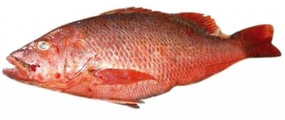美国红鲷鱼400-500g
